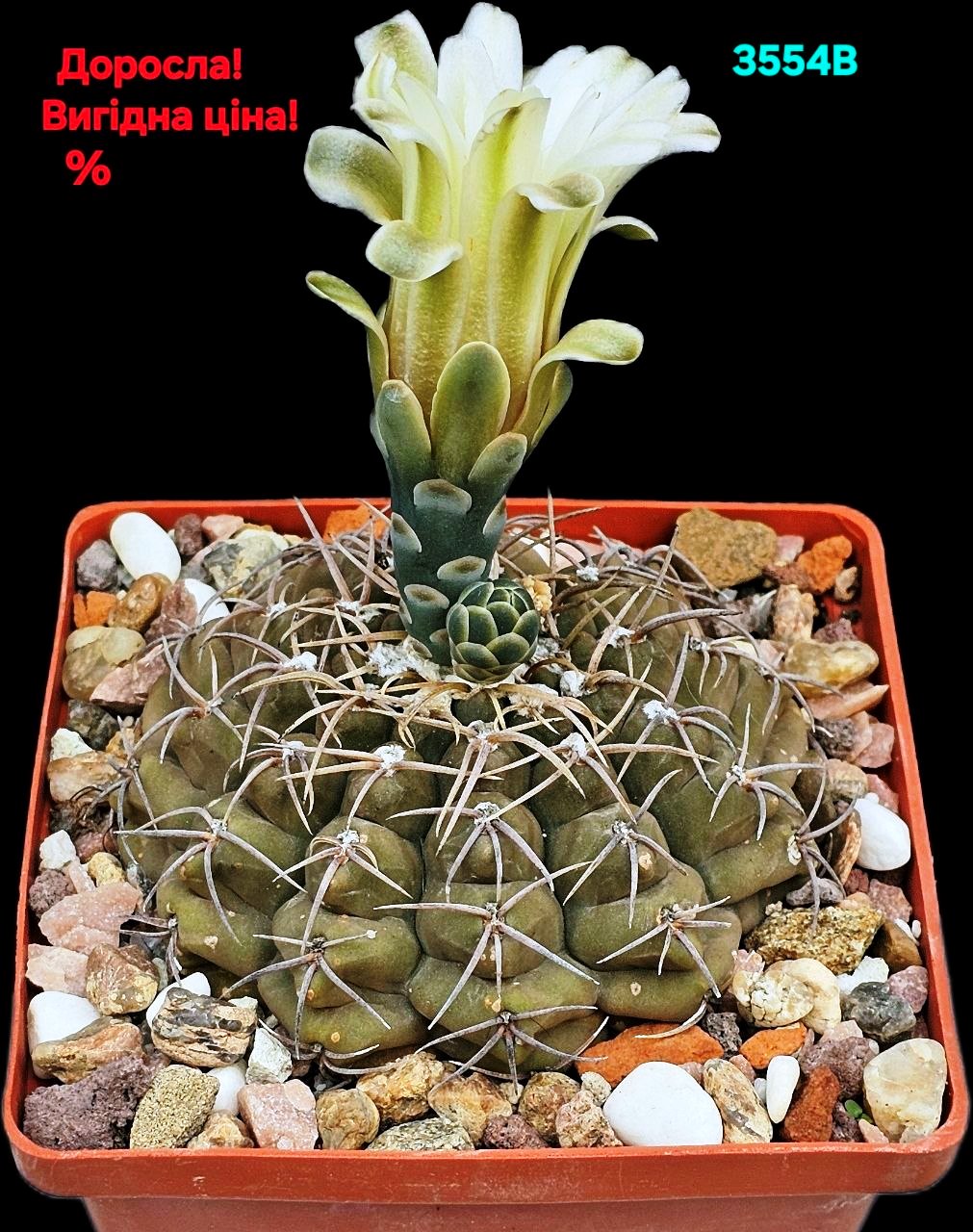 Gymnocalycium vatteri –VG 299 (10x10)-3554B