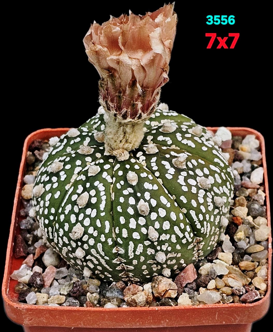Astrophytum asterias ‘Superkabuto’ (7x7)-3556