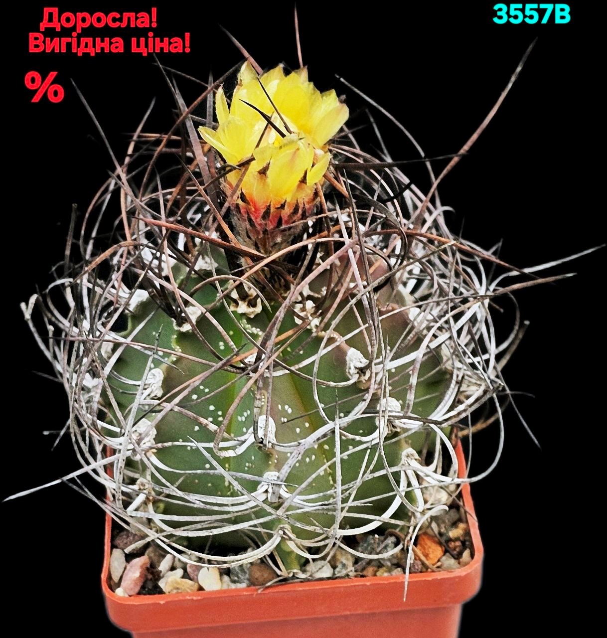 Astrophytum capricorne var. crassispinum (7x7)-3557B