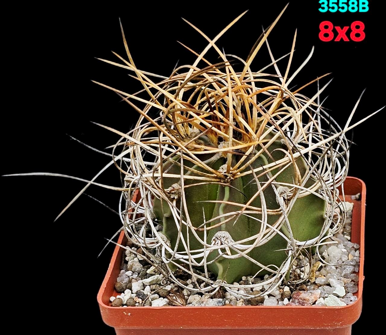 Astrophytum hybrid (SenAur X CrassAur) (8x8)-3558B
