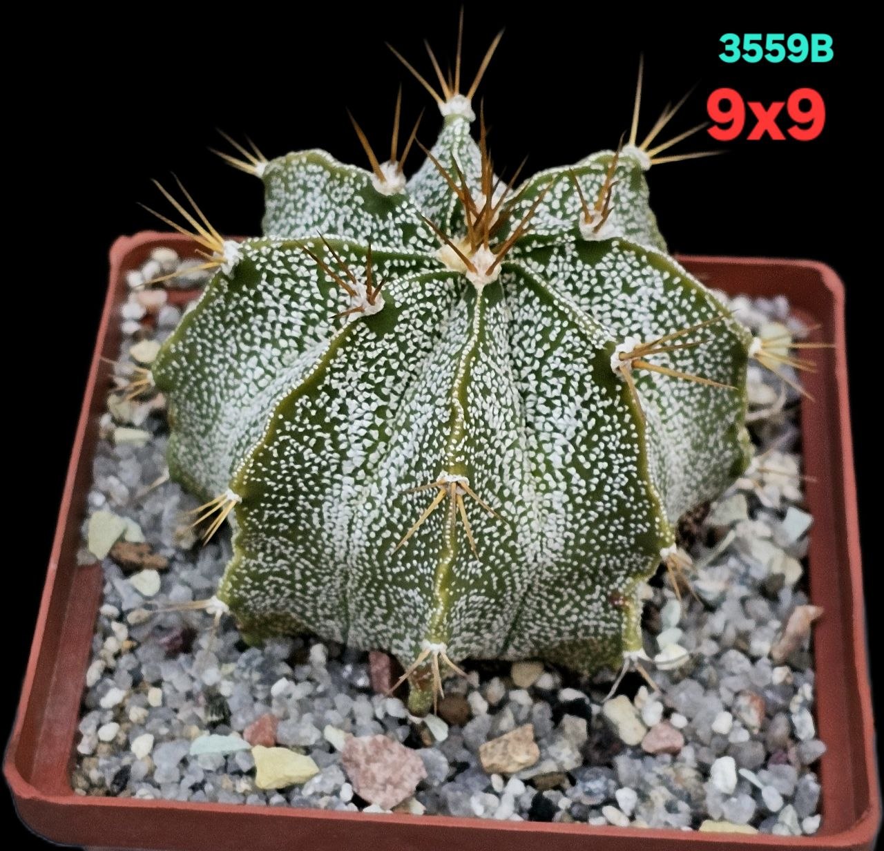 Astrophytum hybrid [OrMy X OrAs] (9x9)-3559B