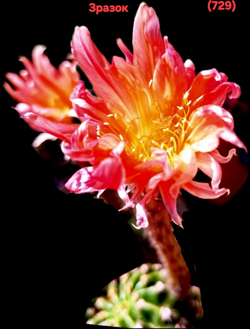 Echinopsis cv. `Oro Punte Bronzo` (6x6)-3580(729)