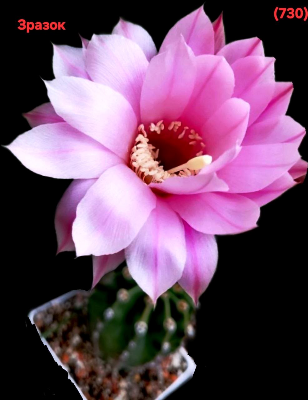Echinopsis hybrid (`Lora`) (6x6)-3581(730)