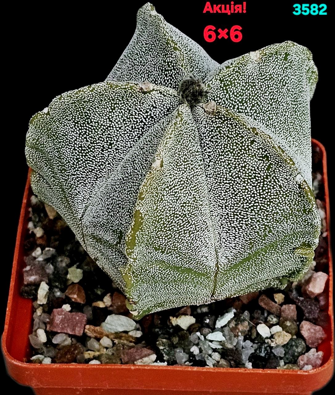 Astrophytum hybrid myriostigma (6x6)-3582