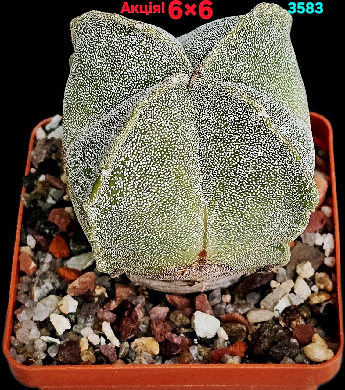Astrophytum myriostigma ssp. Quadricostatum (6x6)-3583