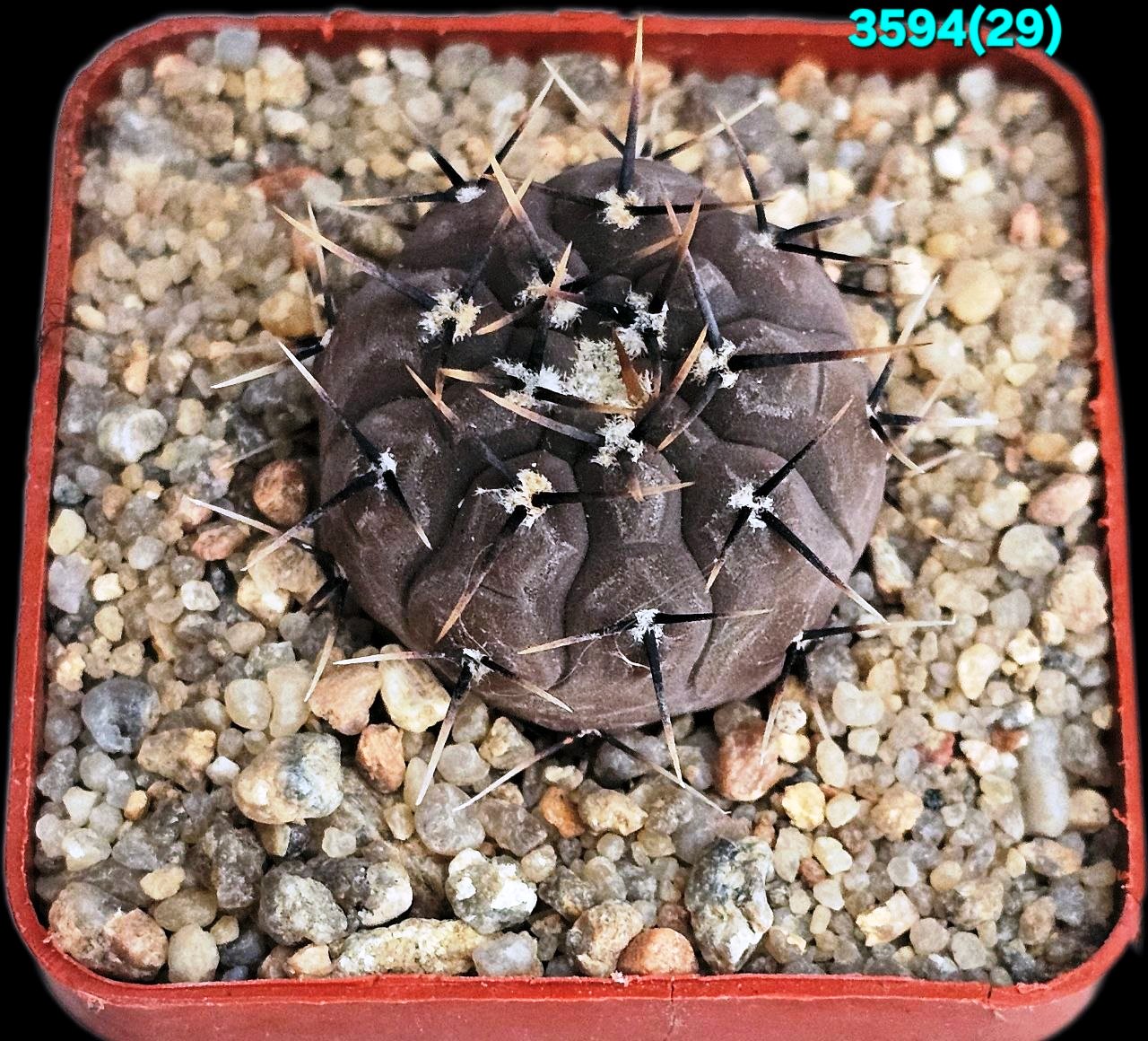 Gymnocalycium esperansae –RS 2248 (5x5)-3594(29)