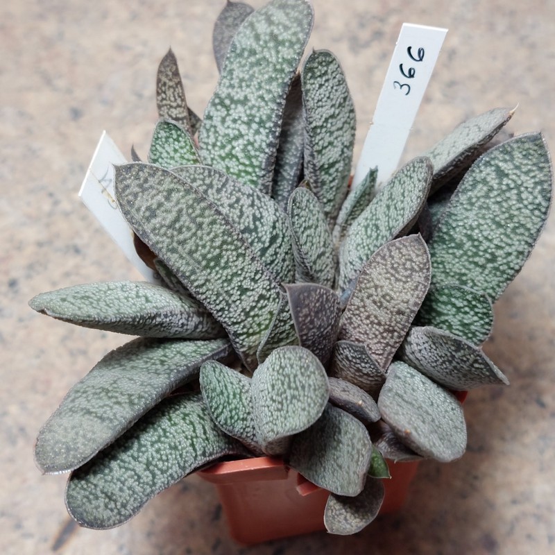 366 Gasteria ellaphieae x baylissiana SH весь горщик