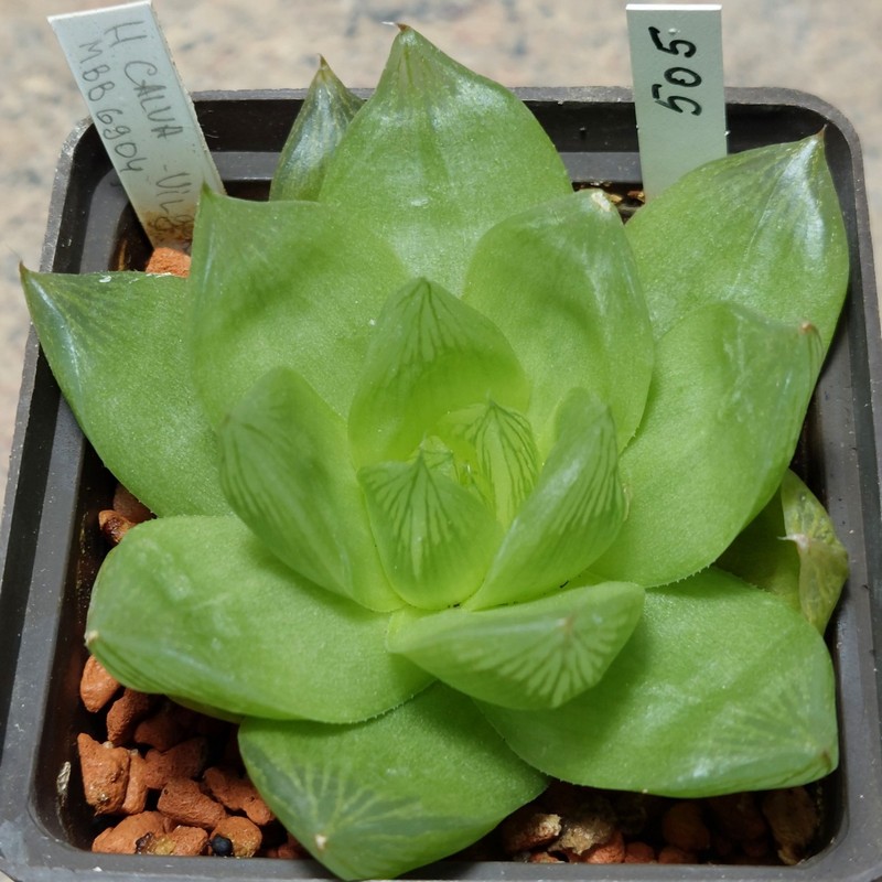 505 Haworthia calva MBB6904