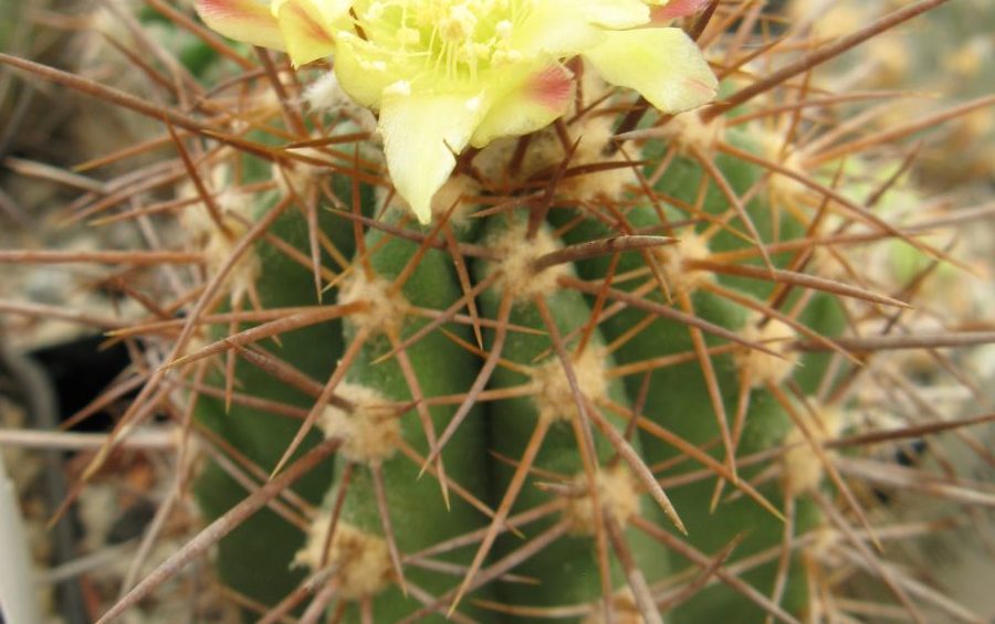Copiapoa calderana v spinosior MG насіння