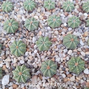 Aztekium ritteri d=1cm