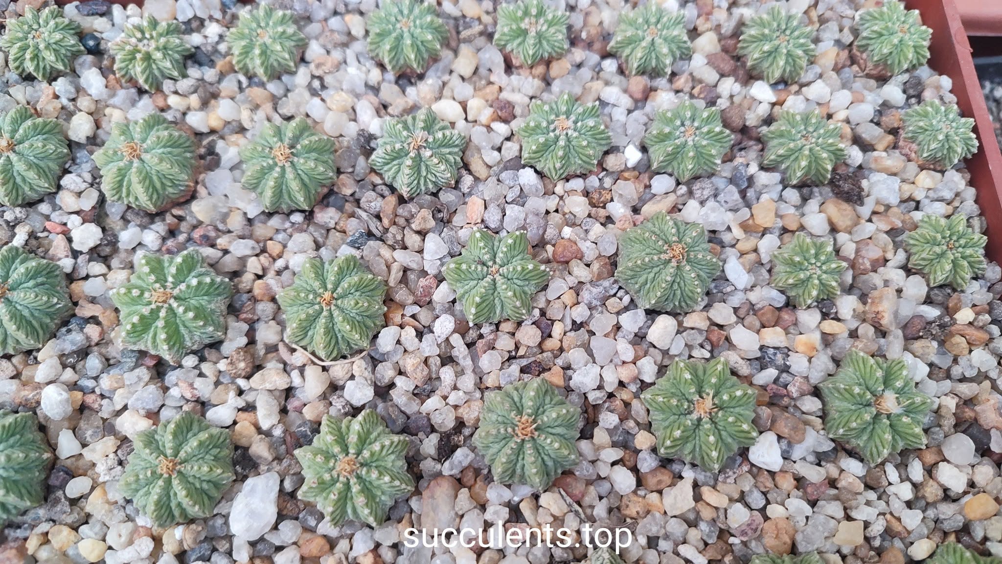 Aztekium ritteri d=1cm