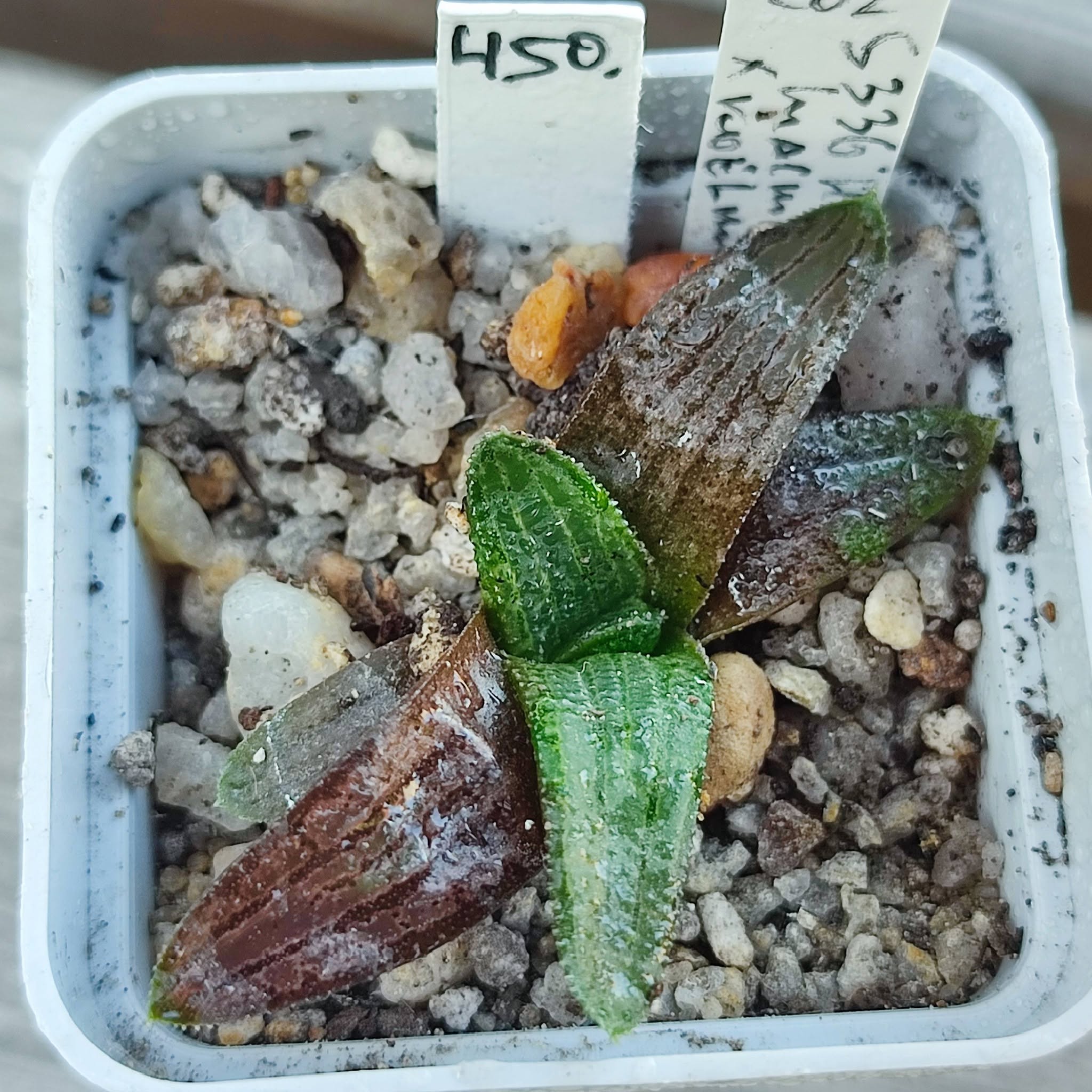 haworthia koelmaniorum var mcmurtry x koelmaniorum