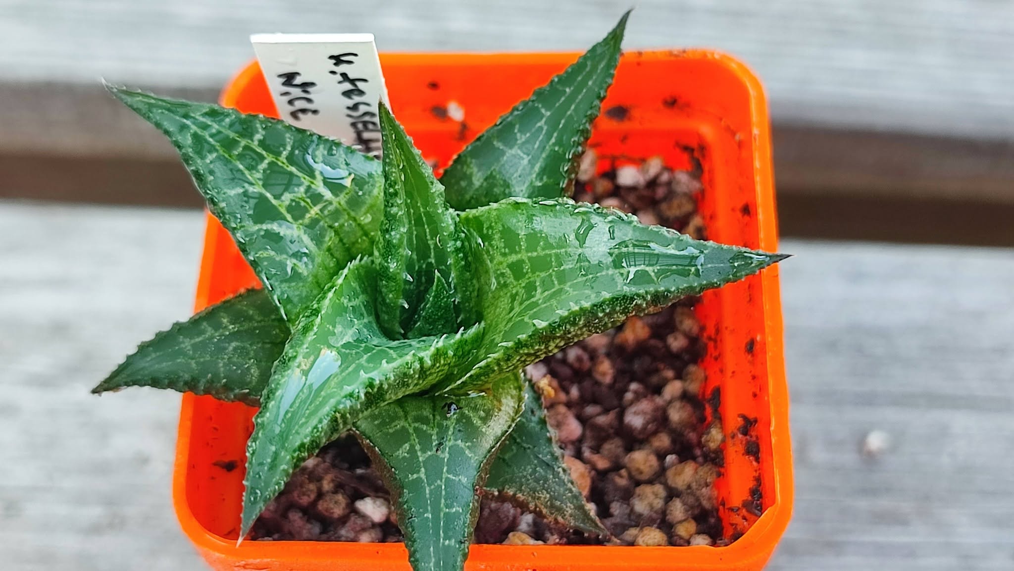 Haworthia tessellata nice clone