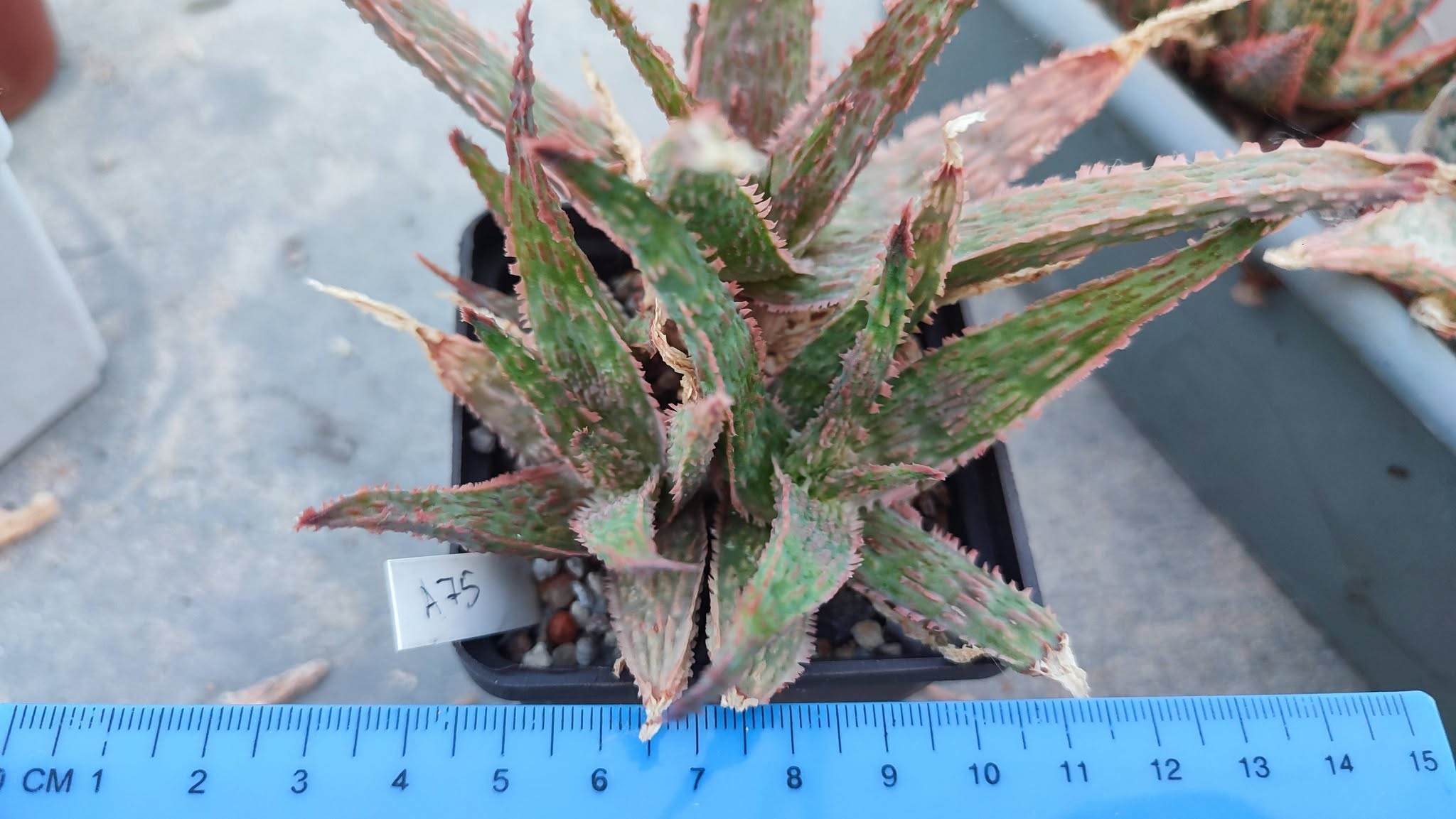 Aloe A75 Пагін з цієї рослини