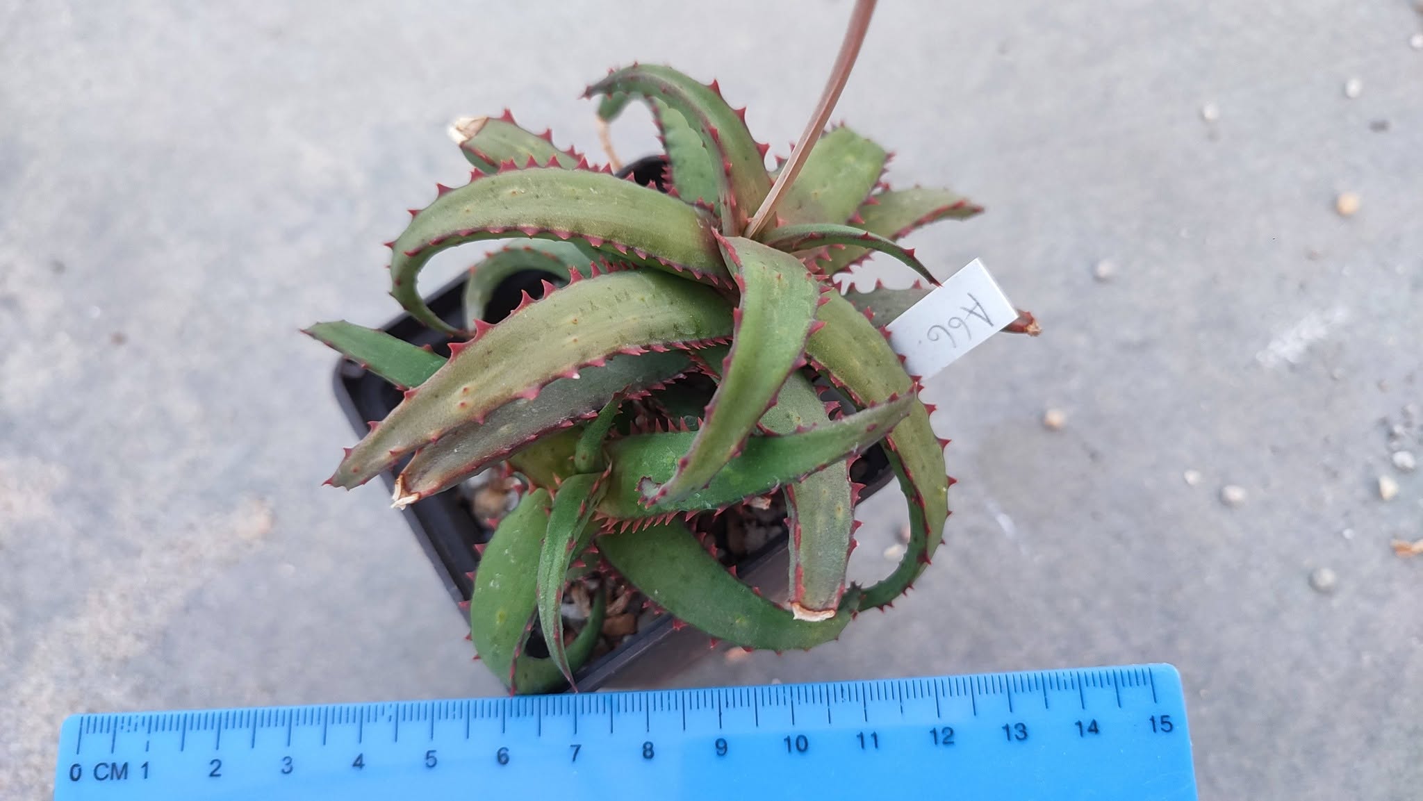 Aloe A66  Пагін з цієї рослини