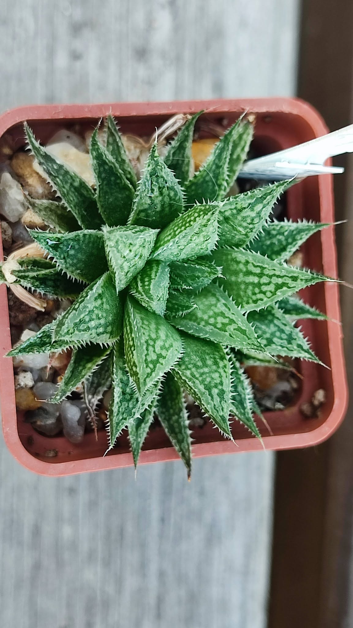 Haworthia selection