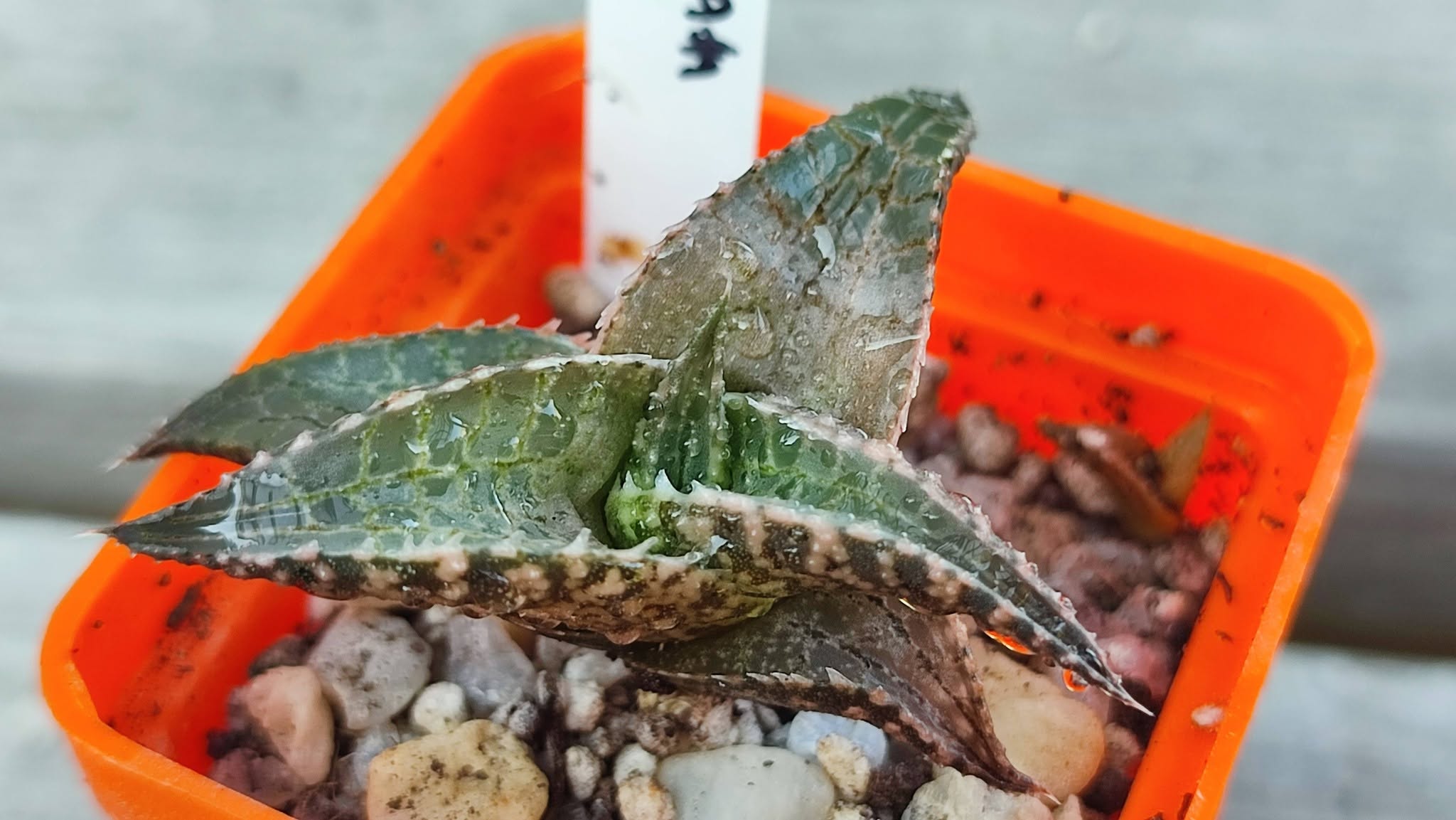 Haworthia tessellata selection