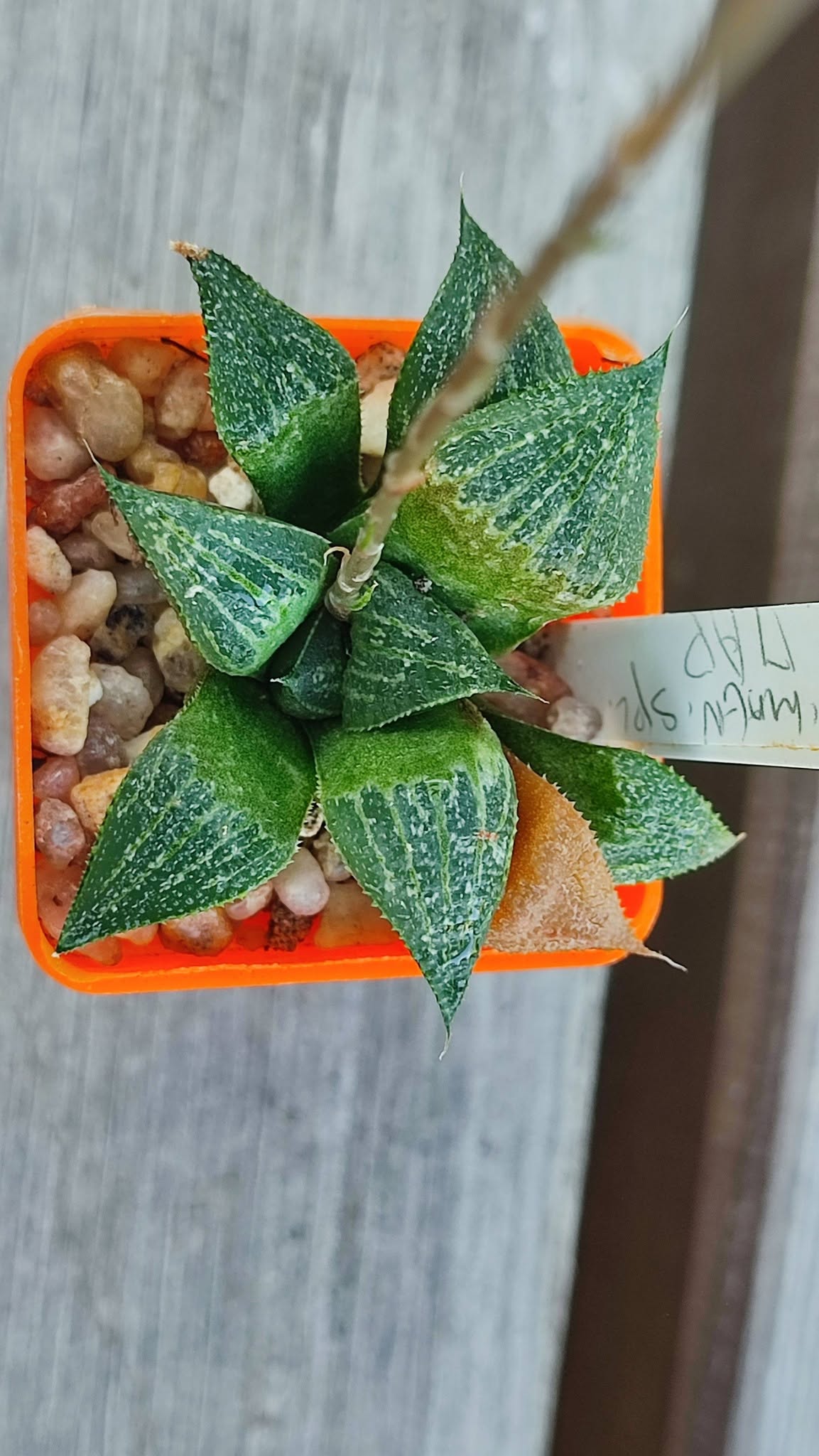 Haworthia magnífica splendens ПАР сіянець