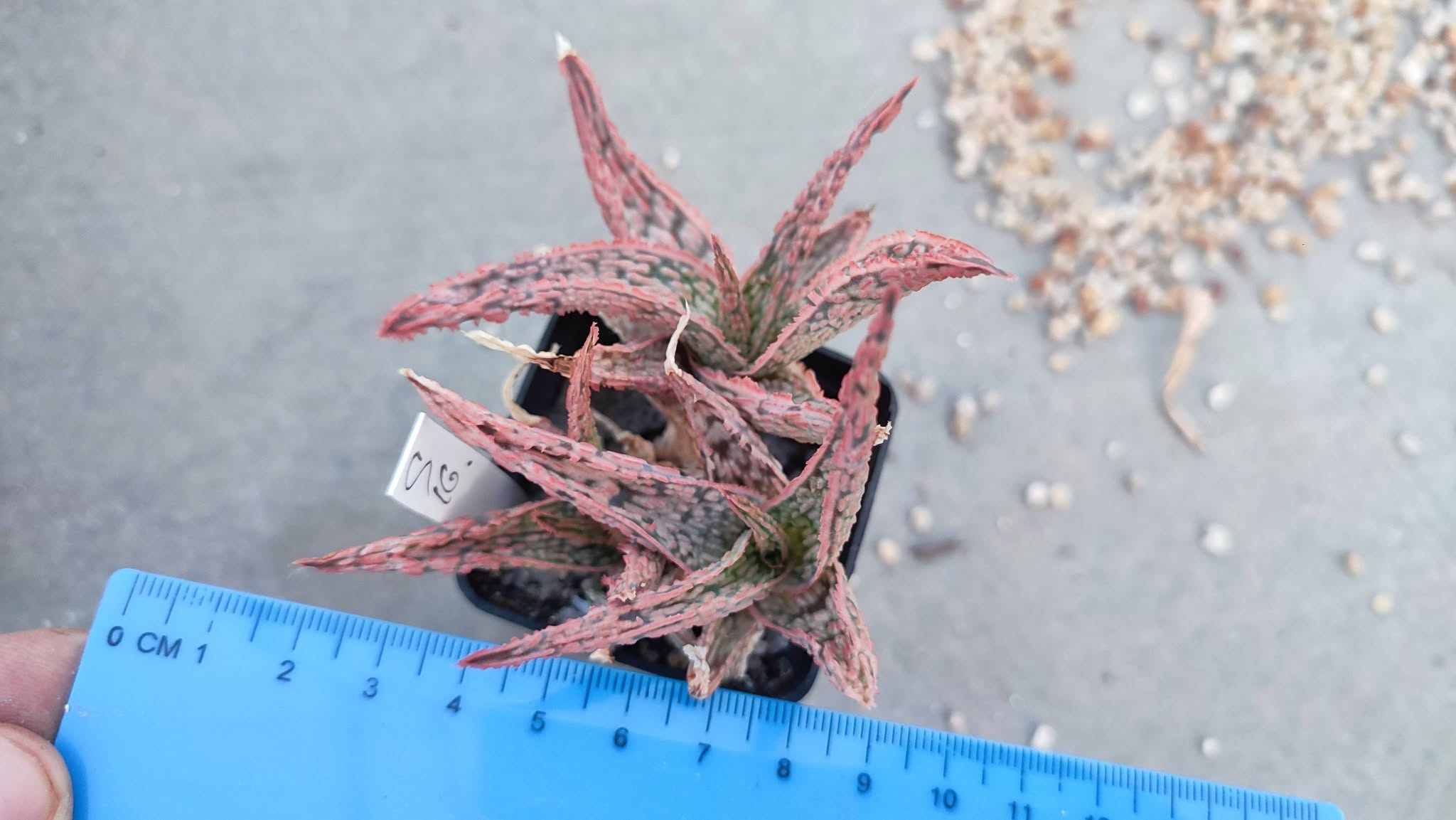 Aloe S16  Пагін з цієї рослини