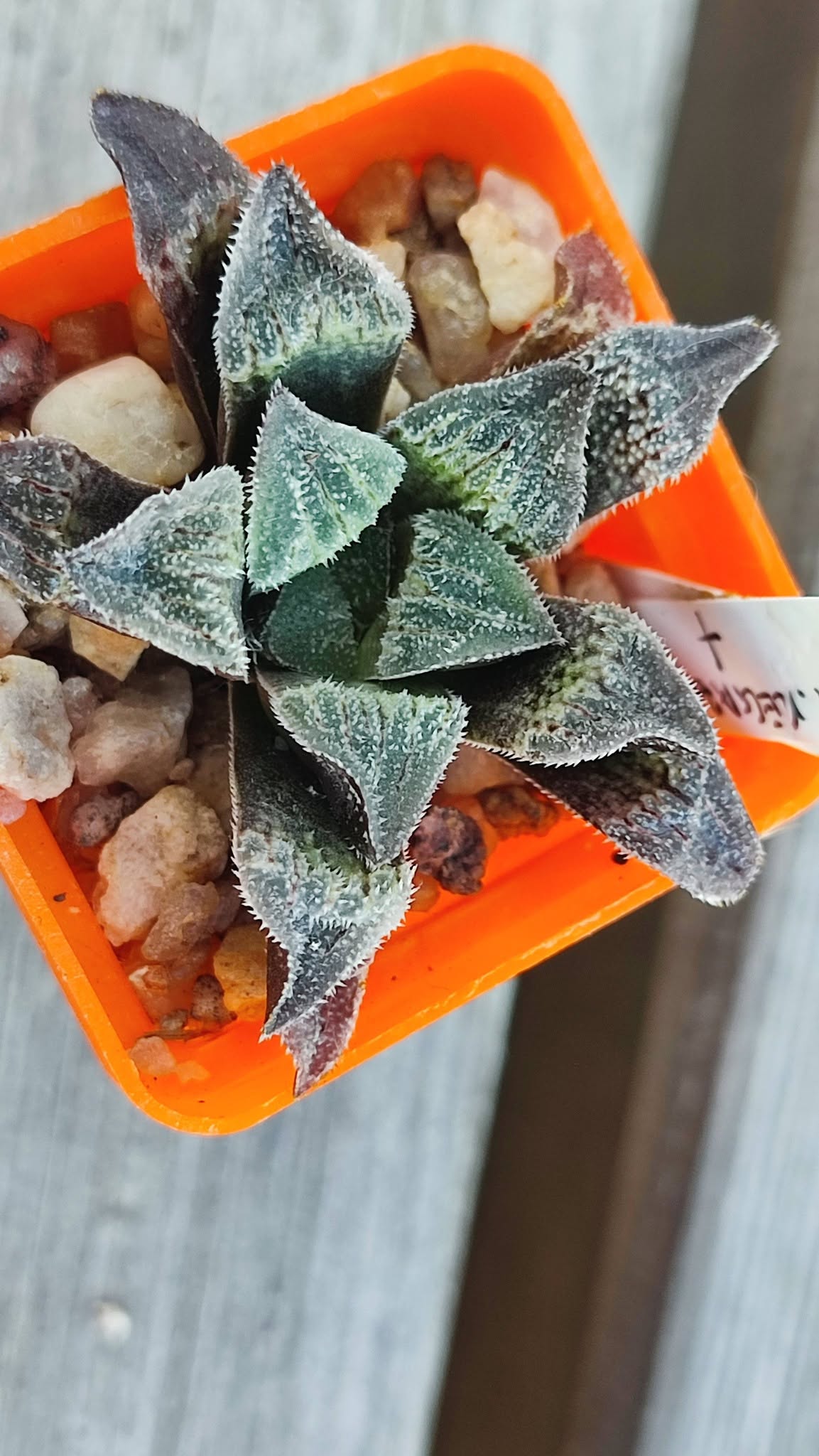 Haworthia kegazato X haw