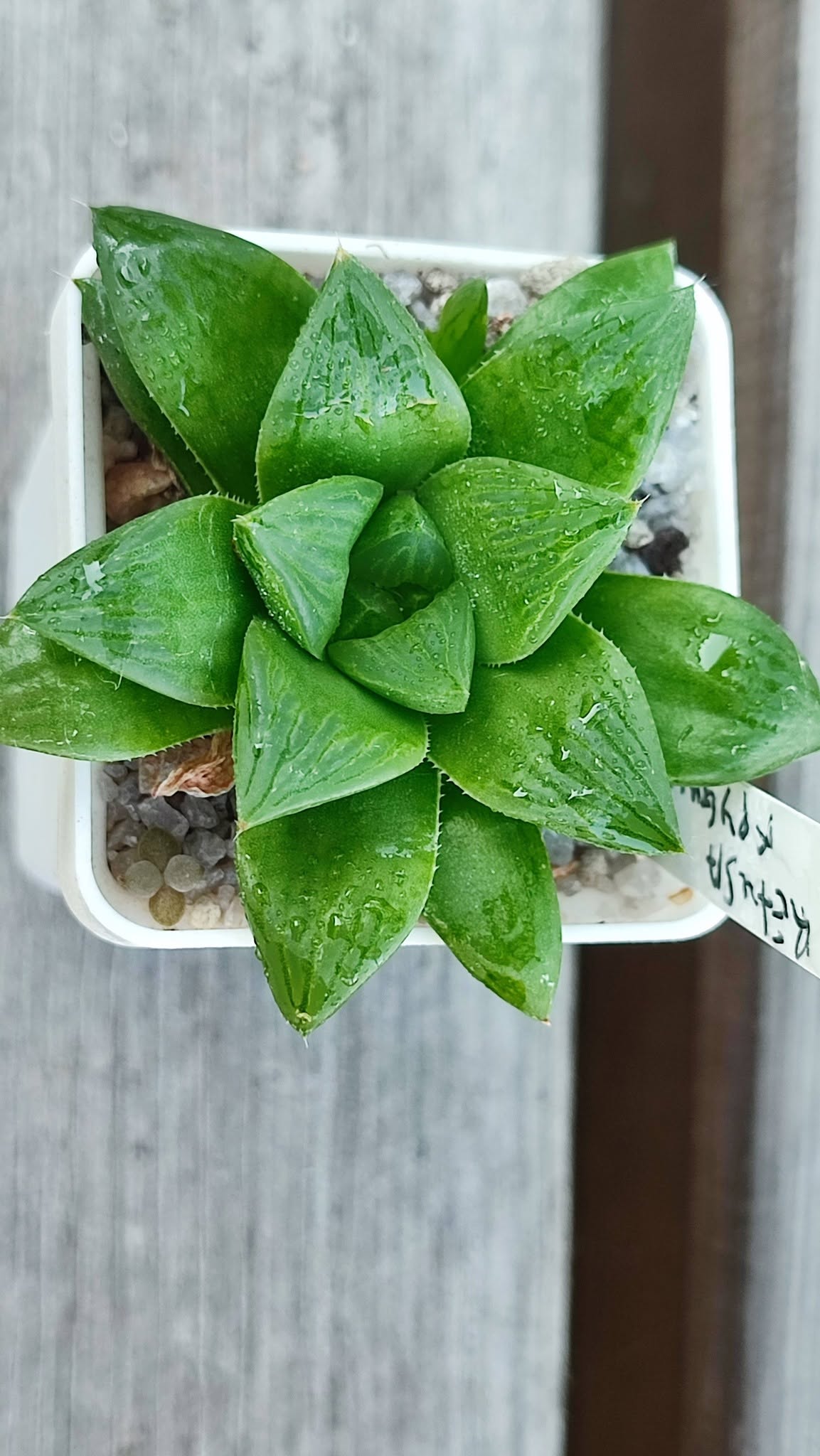 Haworthia emelyae x retusa