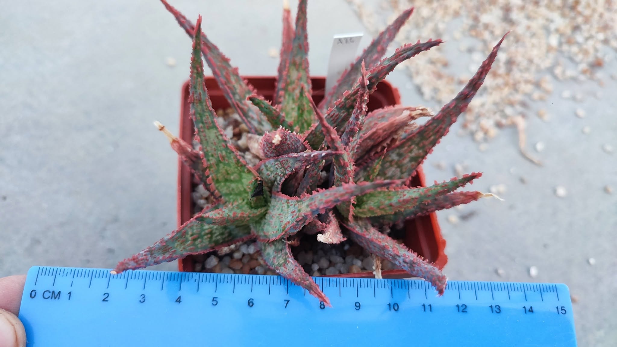 Aloe A86 Пагін з цієї рослини