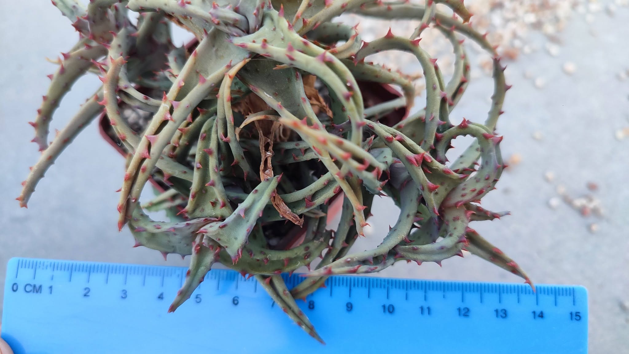 aloe castilloniae Пагін з цієї рослини