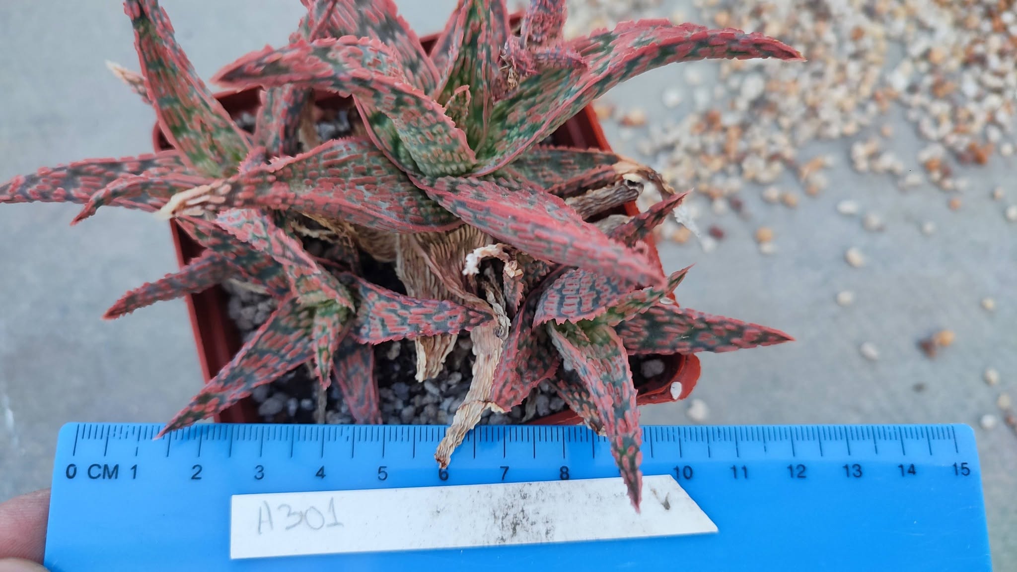Aloe A301  Пагін з цієї рослини
