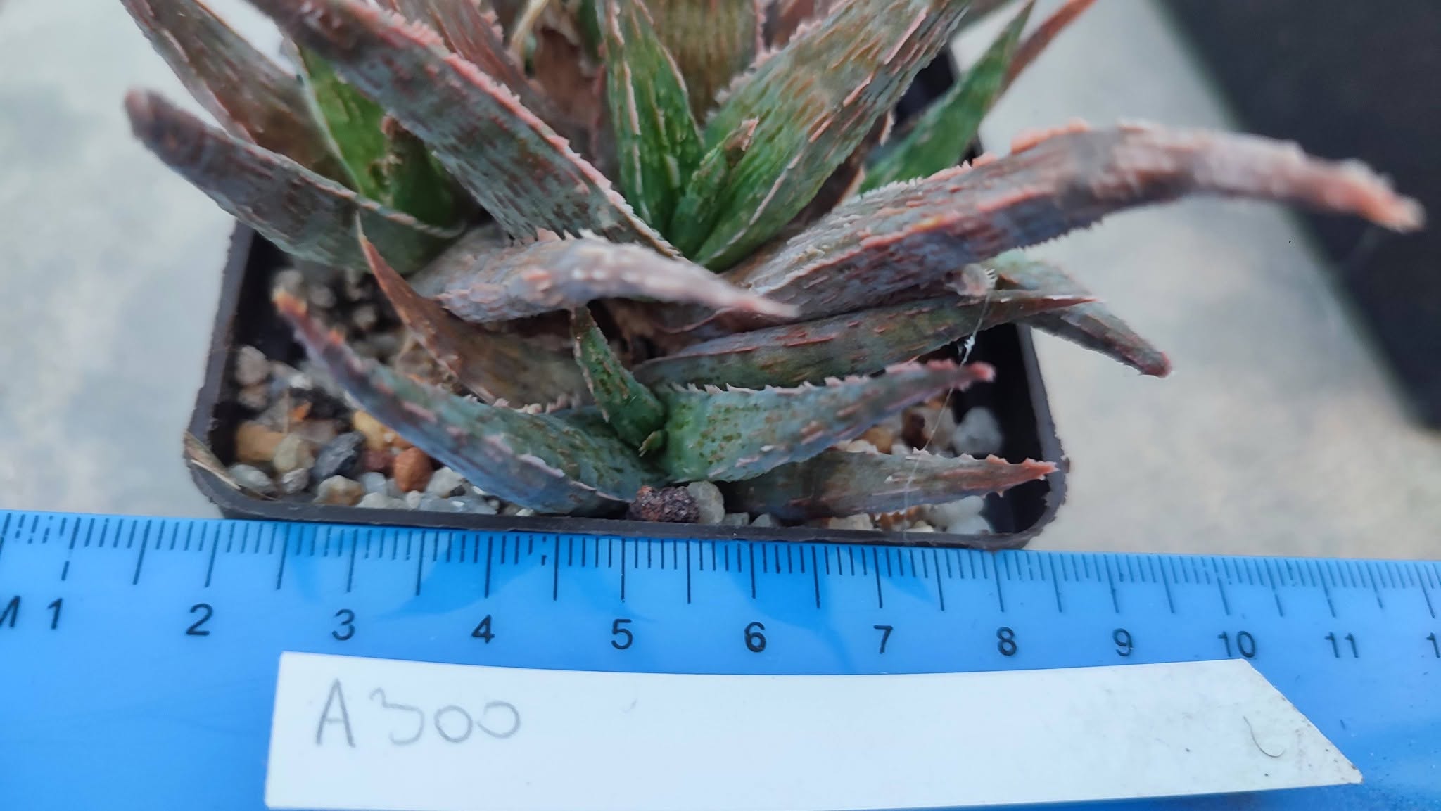 Aloe A300  Пагін з цієї рослини що на фото