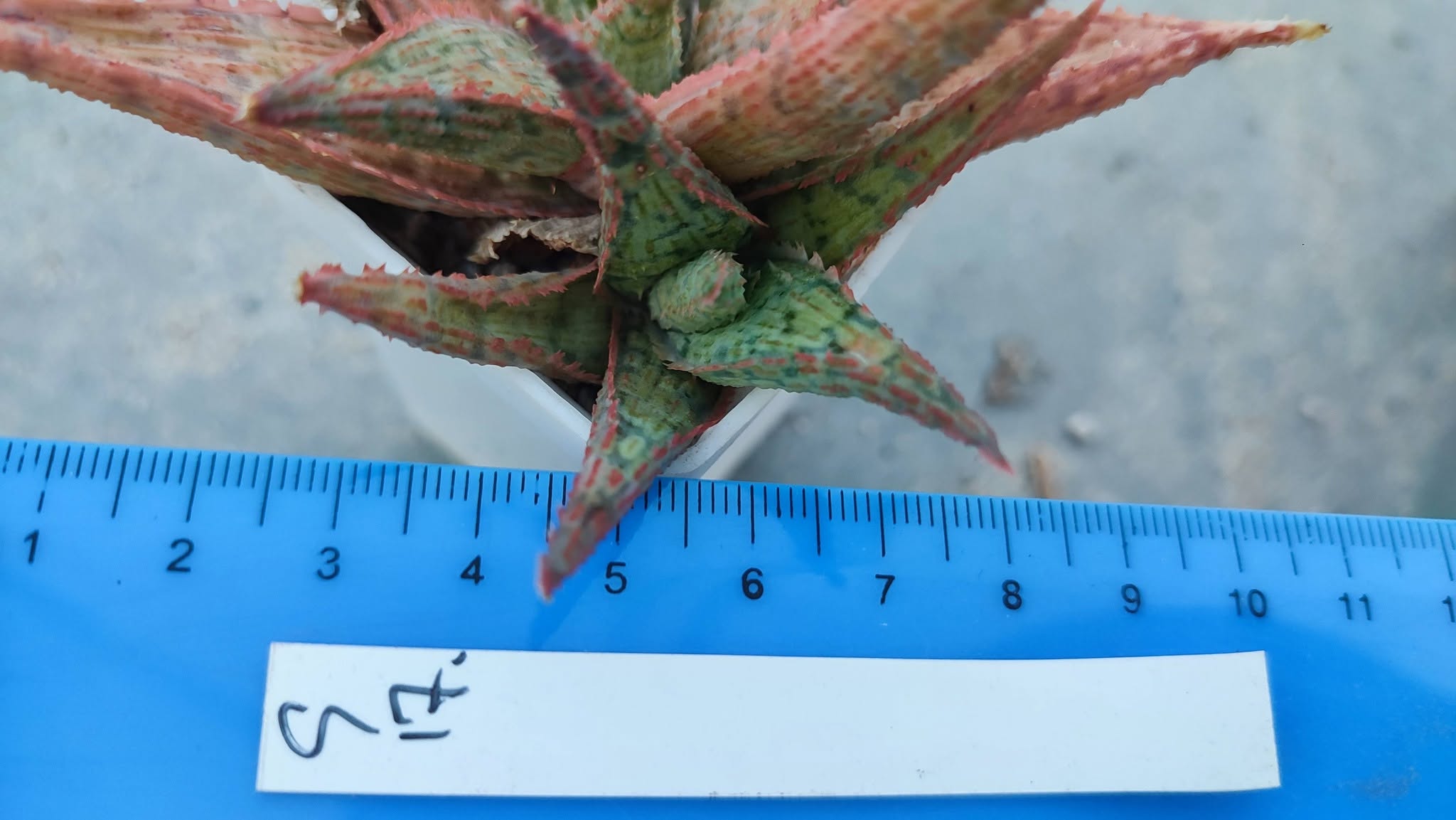 Aloe S17 Пагін з цієї рослини