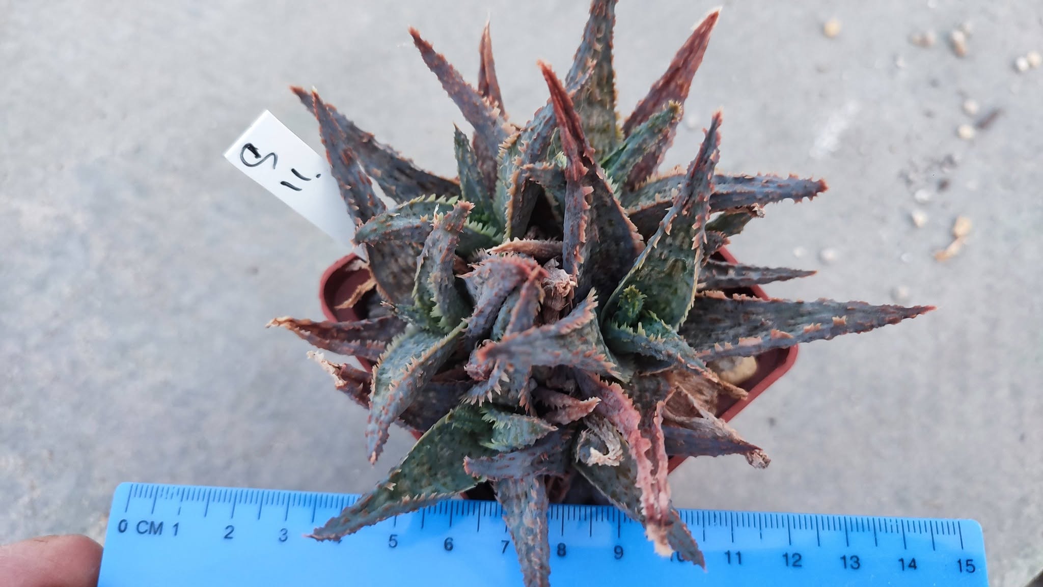 Aloe S11  Пагін з цієї рослини