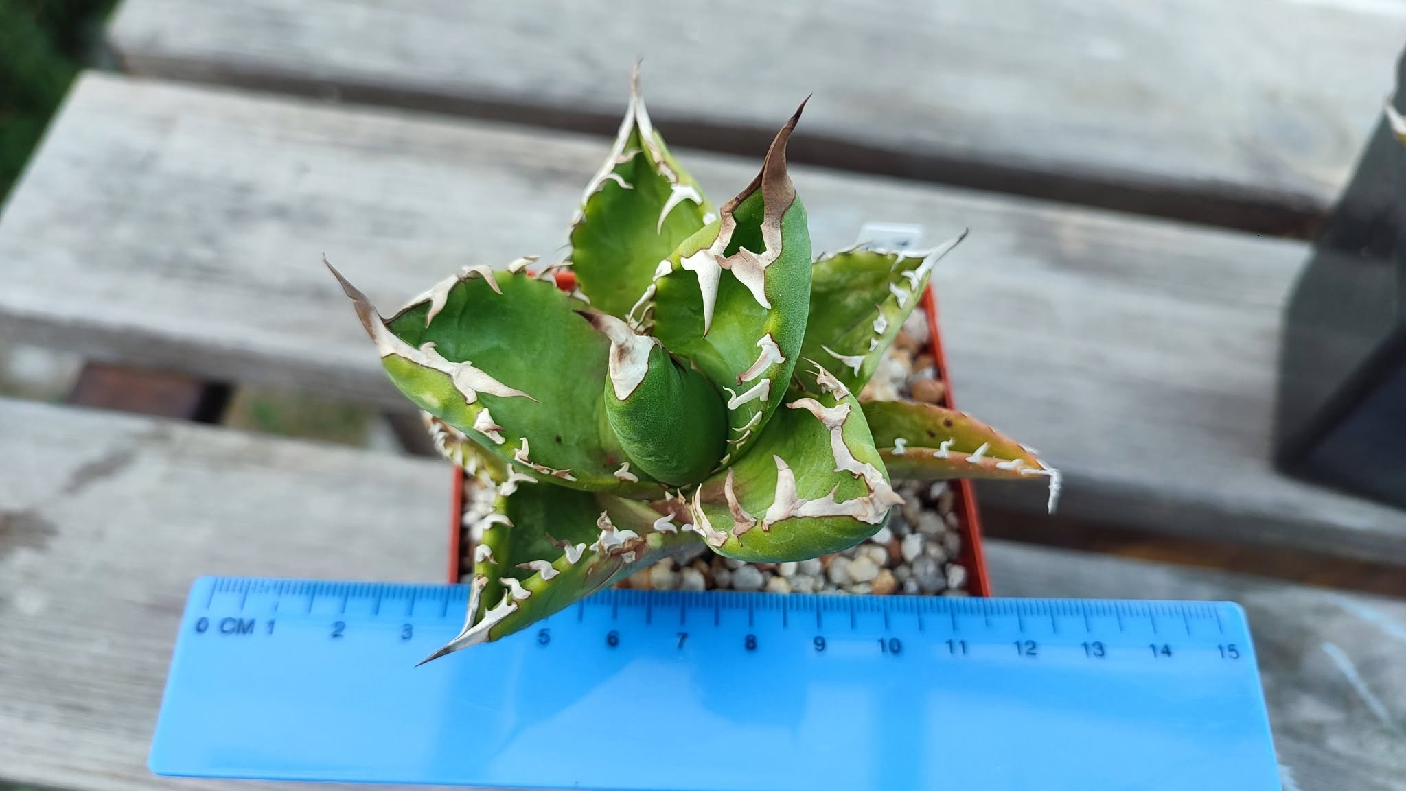 Agave titanita Kyoto