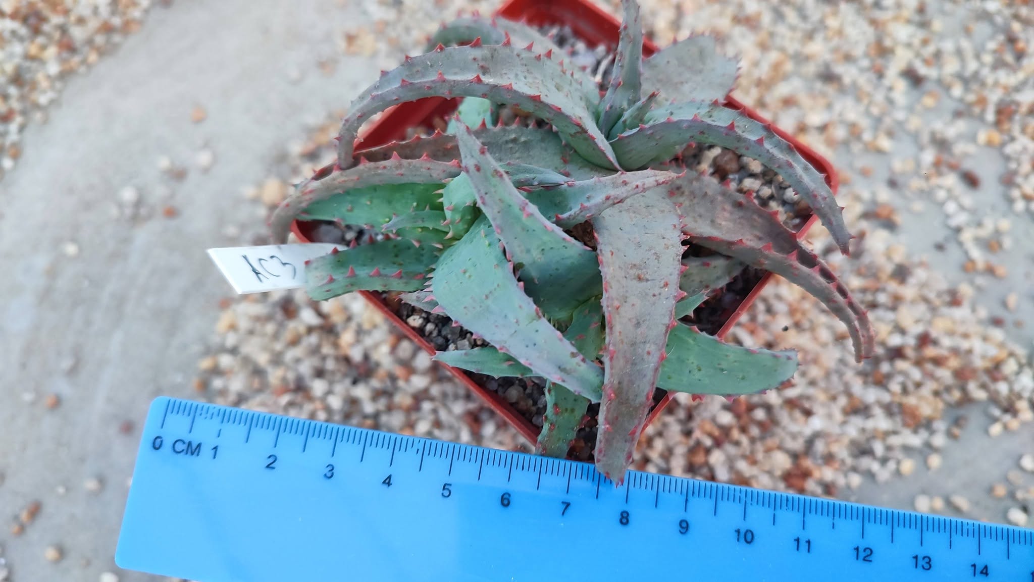 Aloe AC3 Пагін з цієї рослини