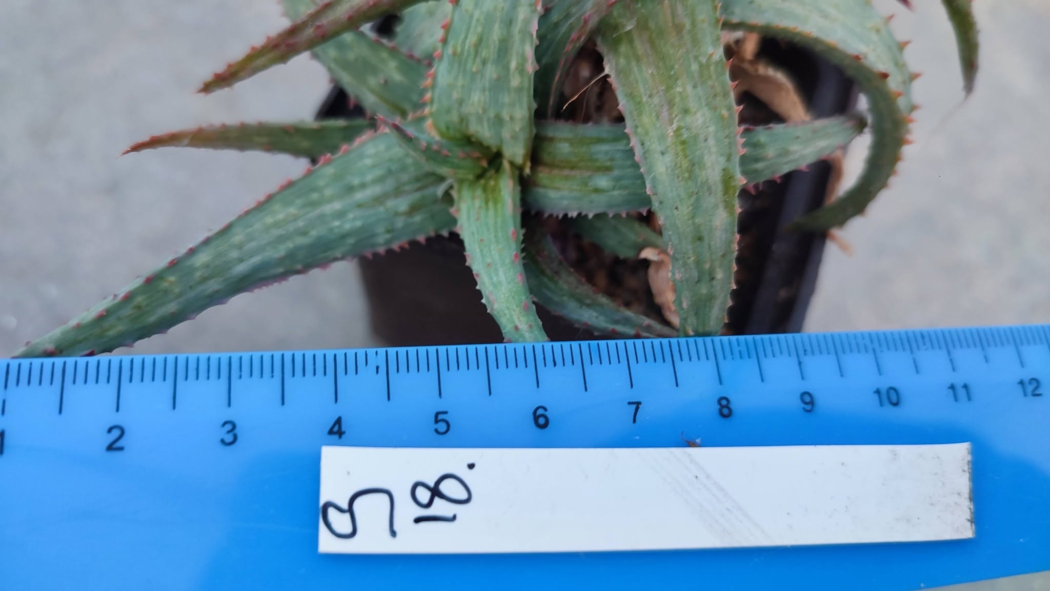 Aloe selection variegata Пагін з цієї рослини що на фото