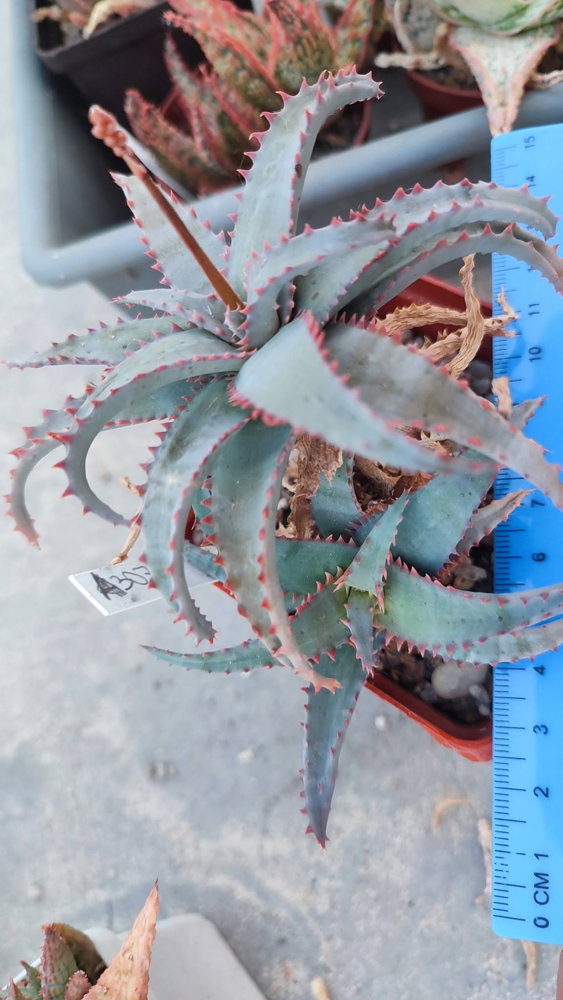 Aloe A307 Пагін з цієї рослини