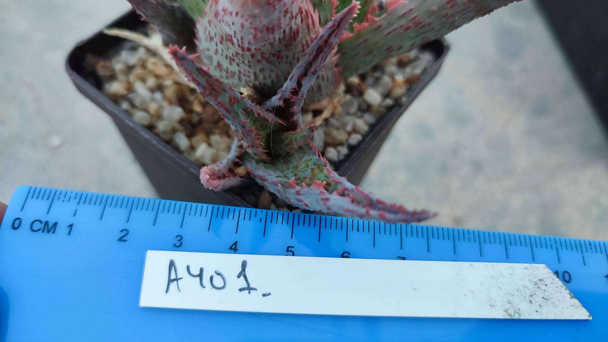 Aloe A401 Пагін з цієї рослини що на фото