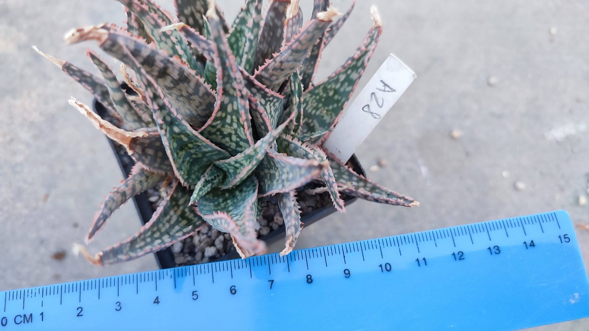 Aloe A28  Пагін з цієї рослини