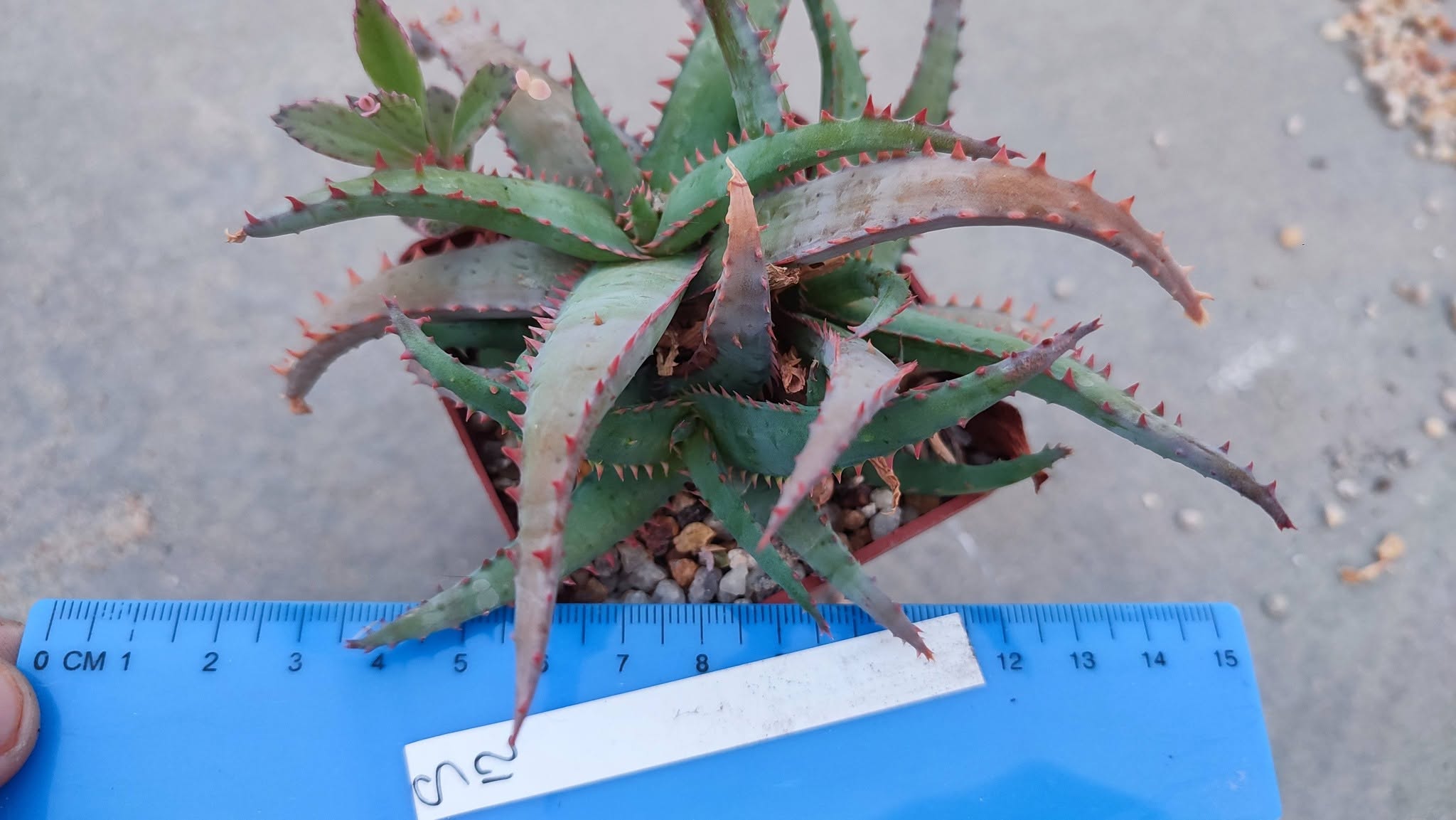 Aloe S12  Пагін з цієї рослини