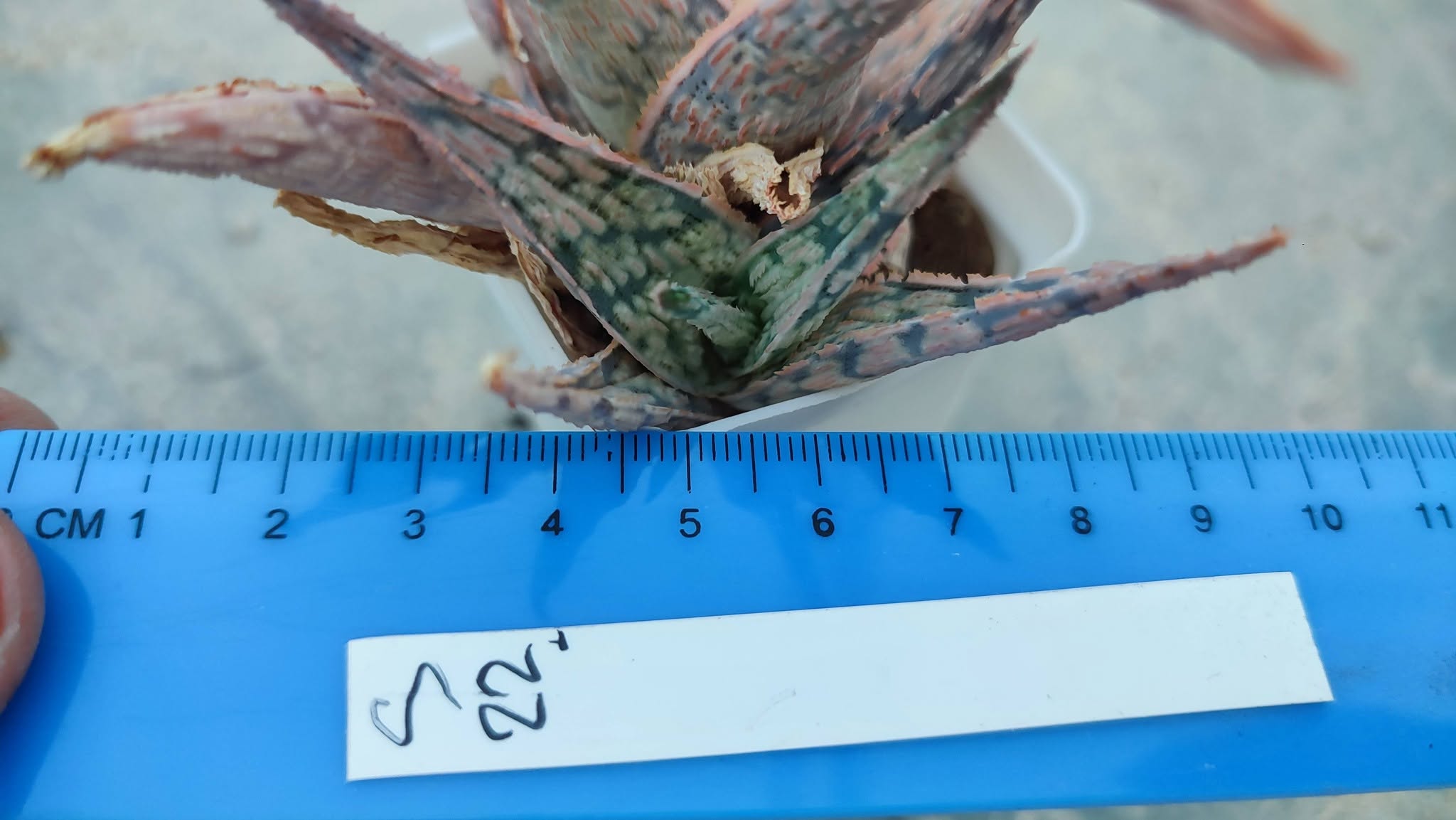 Aloe S22 Пагін з цієї рослини