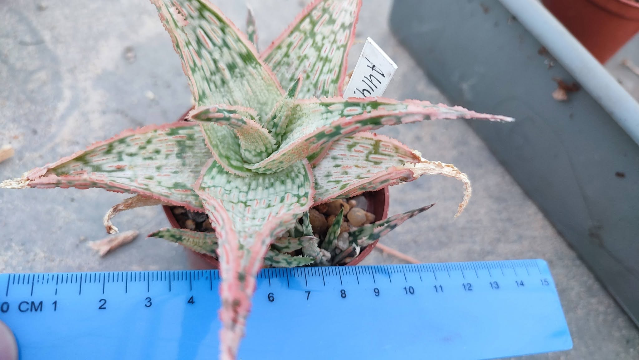 Aloe A414  Пагін з цієї рослини