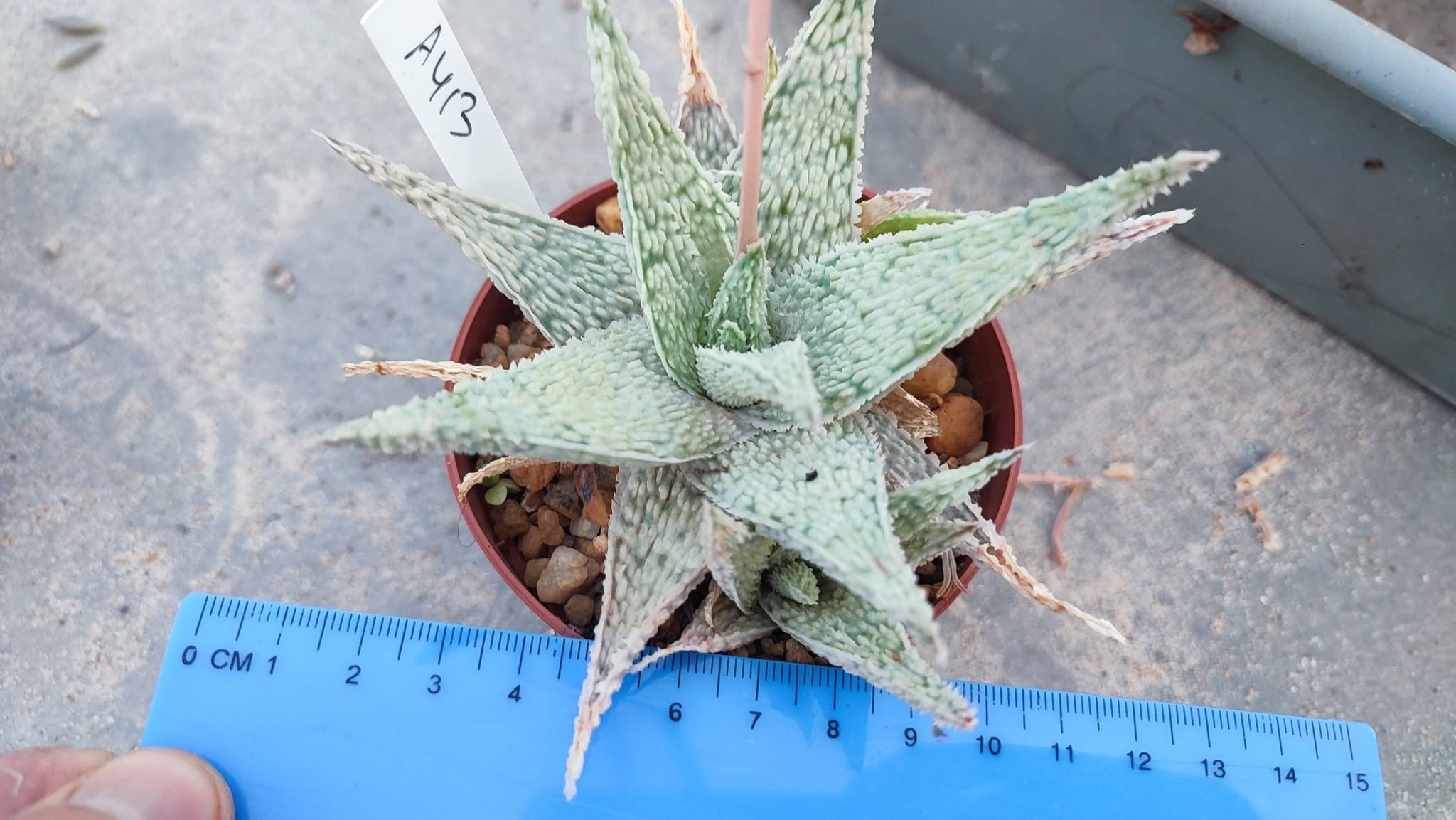 Aloe A413 Пагін з цієї рослини
