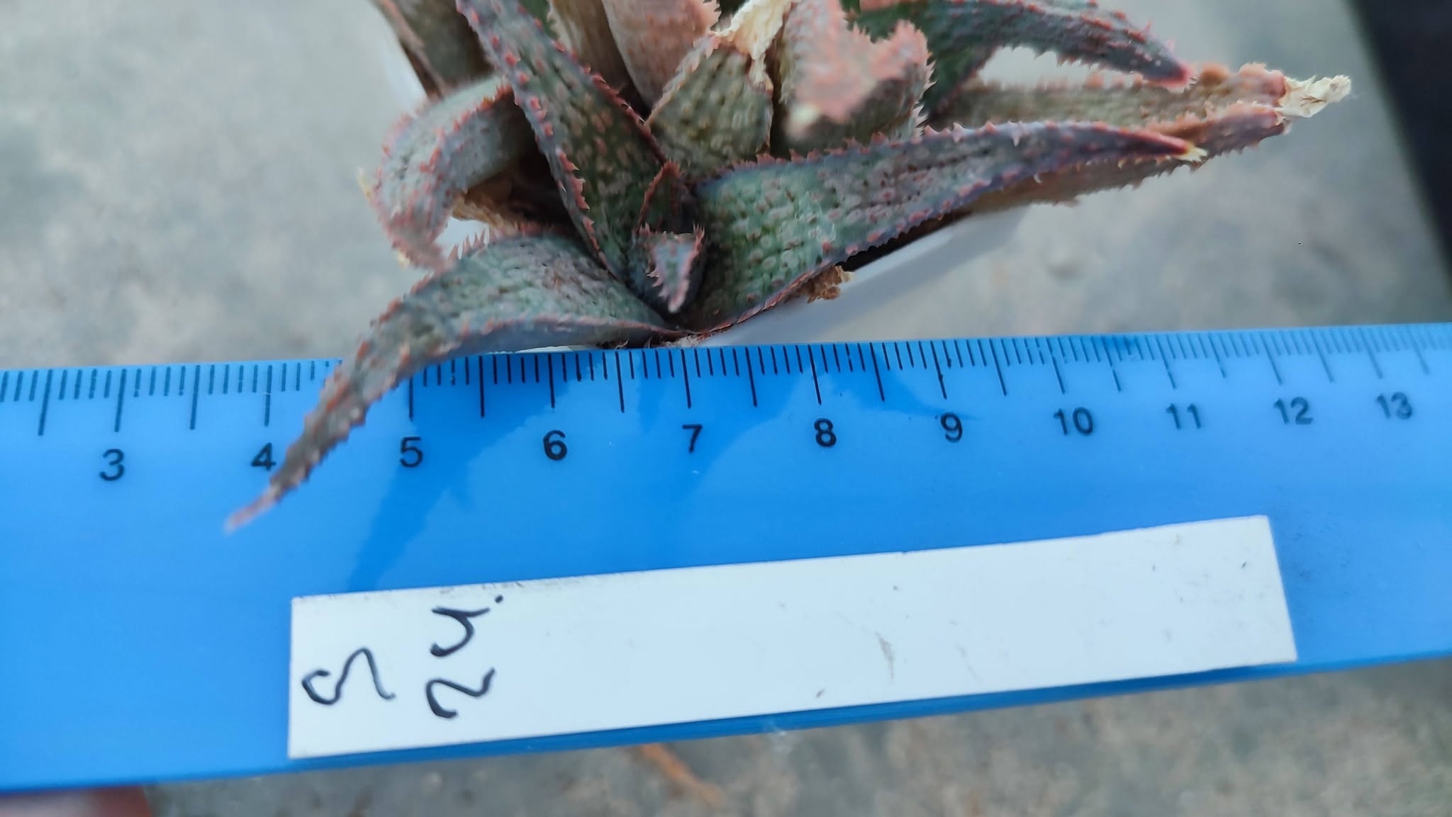 Aloe S24 Пагін з цієї рослини