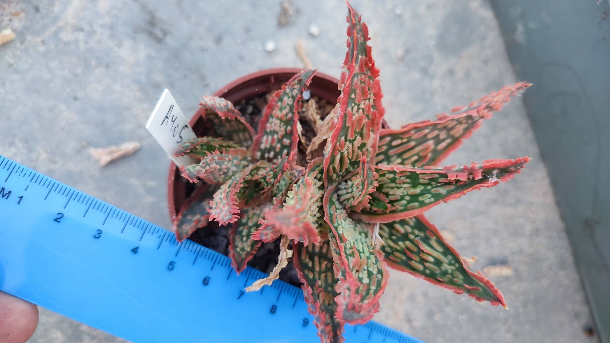 Aloe A405  Пагін з цієї рослини