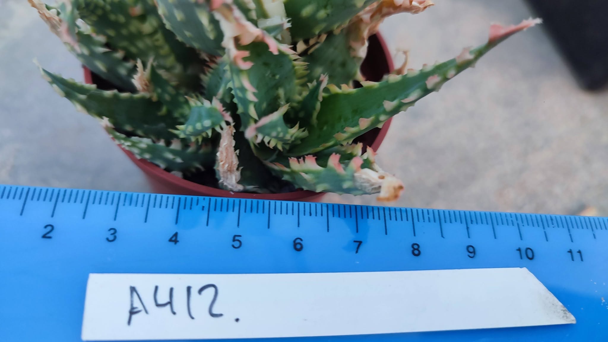 Aloe A412  Пагін з цієї рослини що на фото