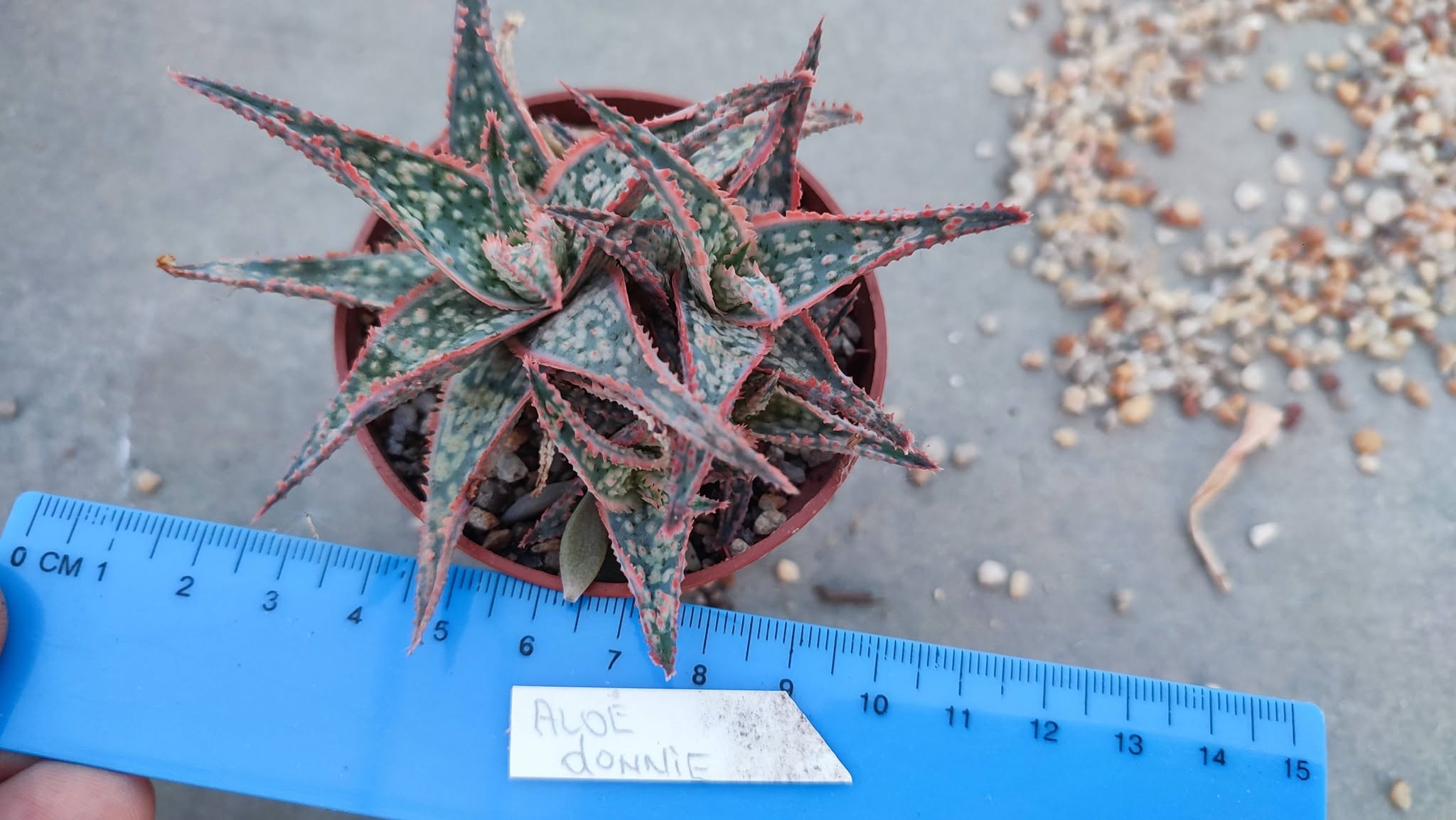 Aloe Donnie