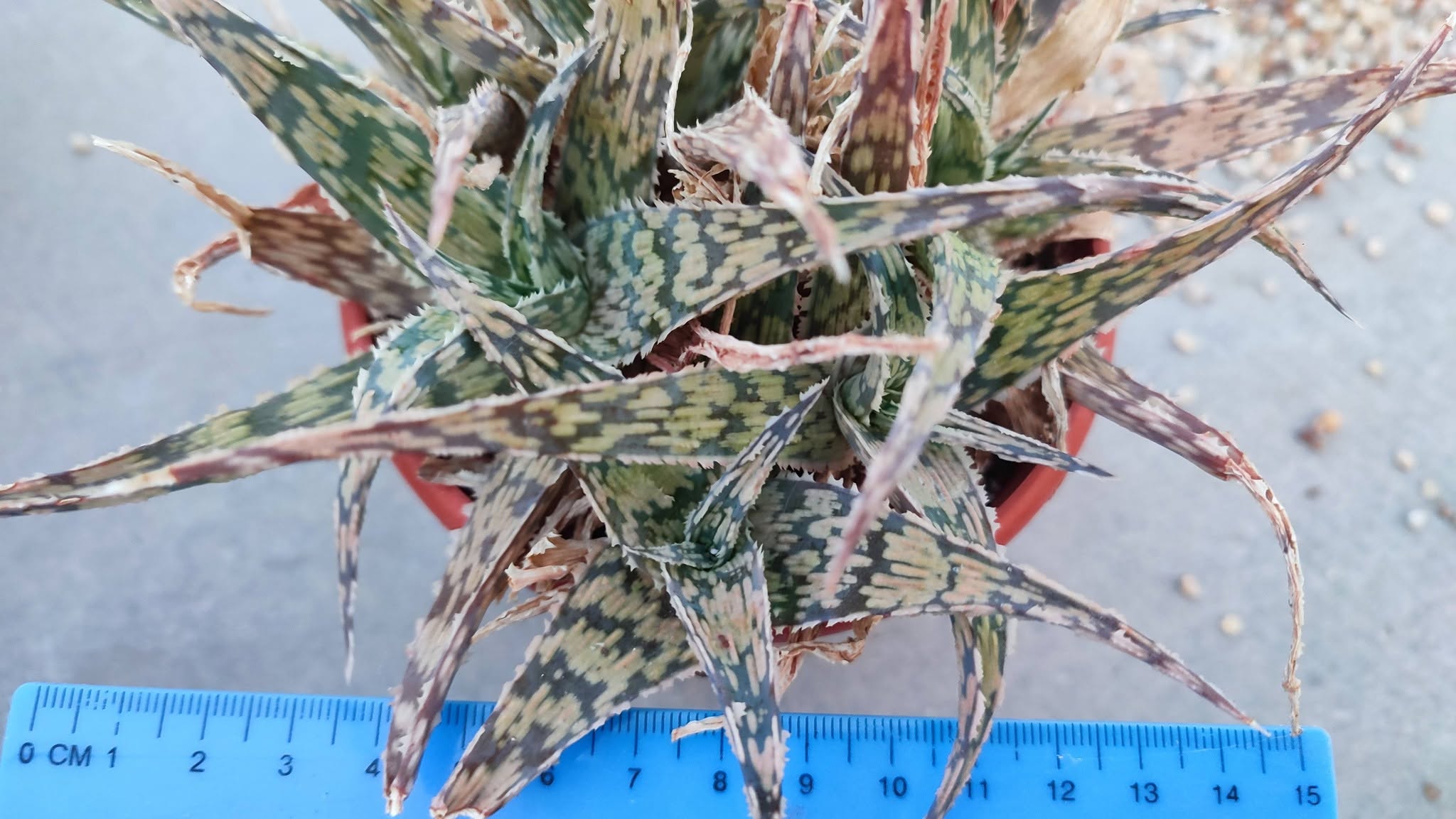 Aloe cv Madagascar  Пагін з цієї рослини