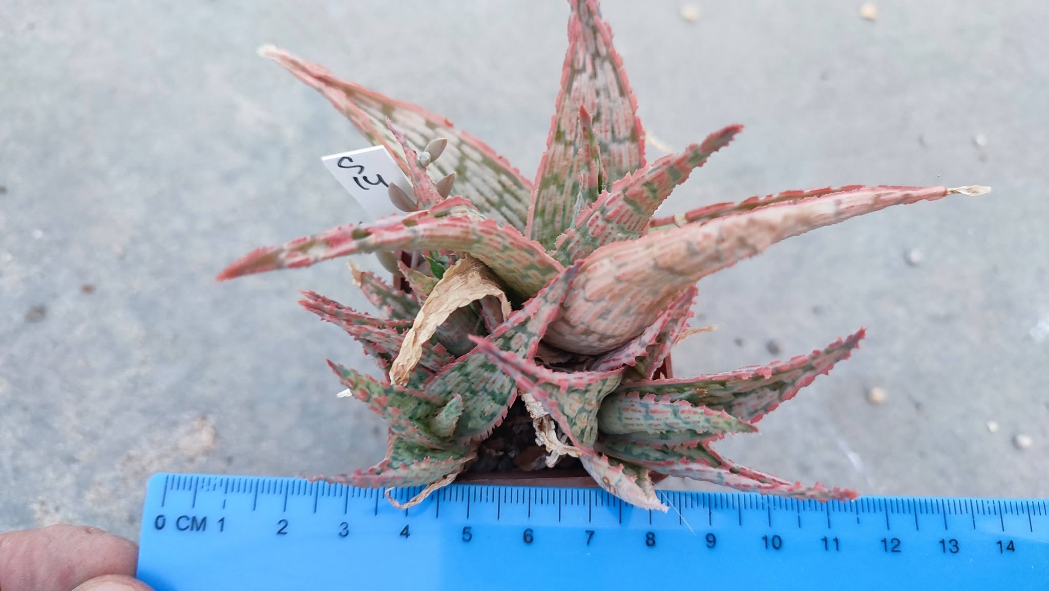 Aloe S14 Пагін з цієї рослини