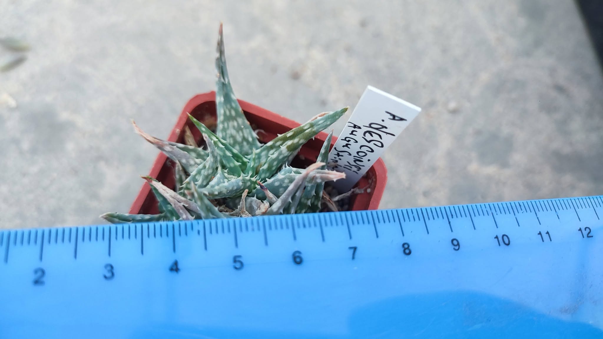 aloe descoinsii Пагін з цієї рослини