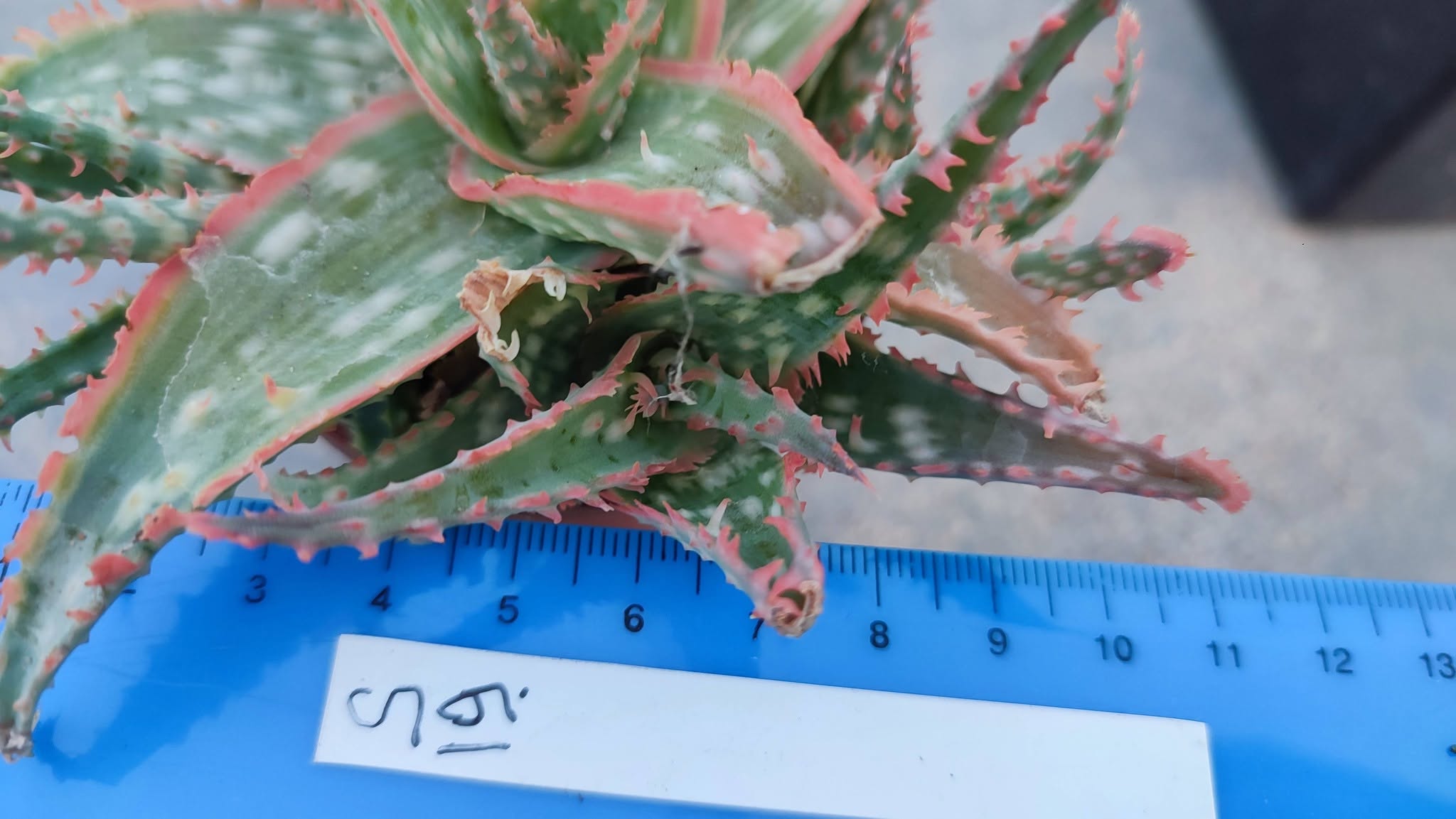 Aloe S19  Пагін з цієї рослини що на фото