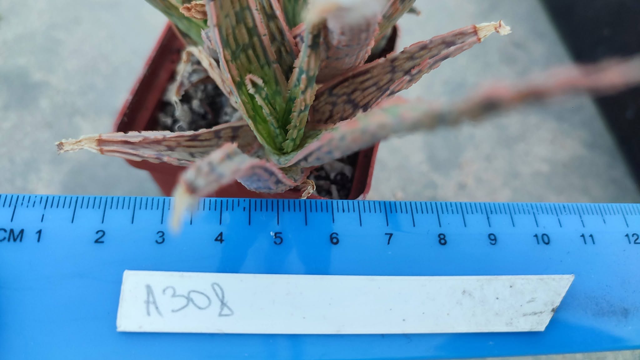 Aloe A308  Пагін з цієї рослини що на фото